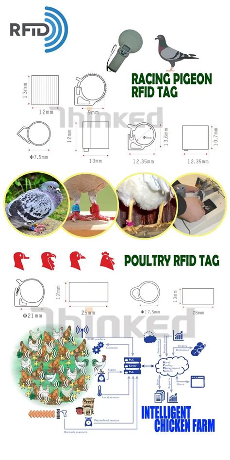 chicken rfid tags|chicken gps tracking.